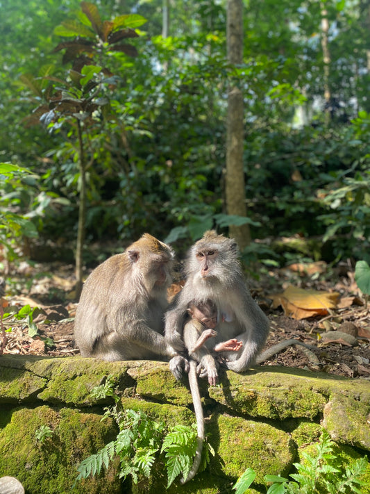 Trip - Bali's Landscapes